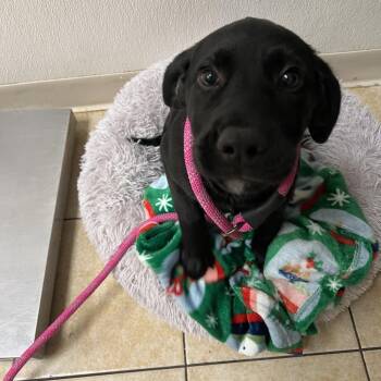 Dr. Phil -  Labrador Retriever and Mixed Breed Dog for Adoption in Pekin, Illinois - Dr. Phil | PetCurious