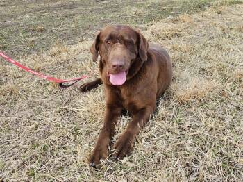 Labrador Retriever and Chocolate Labrador Retriever Dogs Available for Adoption in Omaha, Nebraska - Butters | PetCurious