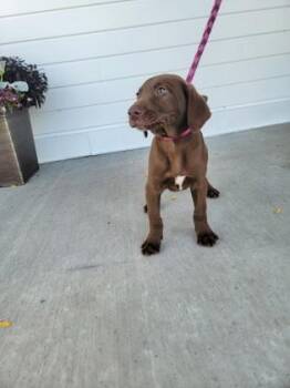 Shrimp Tempura -  German Shorthaired Pointer and Australian Shepherd Dog for Adoption in Fergus Falls, Minnesota - Shrimp Tempura | PetCurious