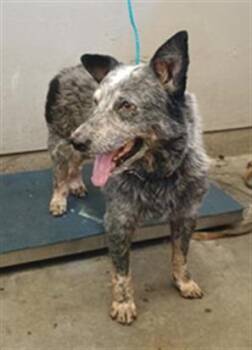 A884622 -  Australian Cattle Dog Blue Heeler Dog for Adoption in Camarillo, California - A884622 | PetCurious
