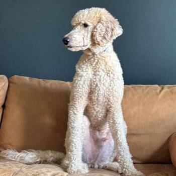 Dempsey -  Goldendoodle Dog for Adoption in Louisville, Kentucky - Dempsey | PetCurious