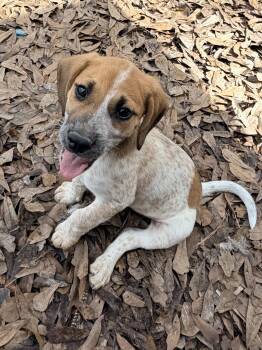 Beagle and Australian Cattle Dog Blue Heeler Dogs Available for Adoption - Balto | PetCurious