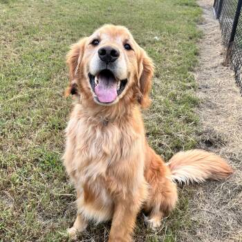 Taz -  Golden Retriever Dog for Adoption in Richmond, Virginia - Taz | PetCurious