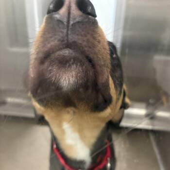 Mixed Breed Dogs Available for Adoption - Tinytown | PetCurious