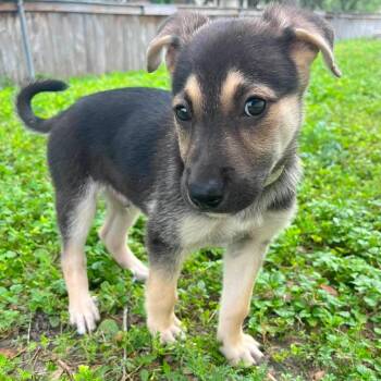Kirby -  German Shepherd Dog and Retriever Dog for Adoption in Corpus Christi, Texas - Kirby | PetCurious
