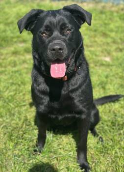 Labrador Retriever and Great Pyrenees Dogs Available for Adoption - SUZIE* | PetCurious