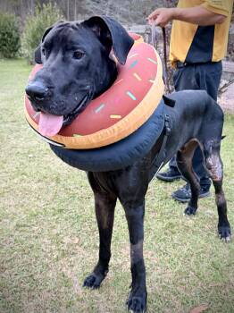 Great Dane Dogs Available for Adoption in Pensacola, Florida - Kash With A K | PetCurious