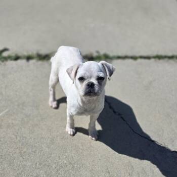 Pug Dogs Available for Adoption - Lumi  | PetCurious