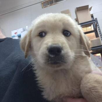 Mixed Breed Dogs Available for Adoption in Ardmore, Oklahoma - Wesley | PetCurious