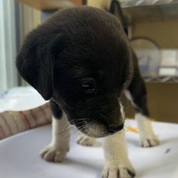 Jethro -  Mixed Breed and Australian Shepherd Dog for Adoption in Corinth, Mississippi - Jethro | PetCurious