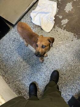 Raphael -  Rottweiler Dog for Adoption in Mobile, Alabama - Raphael | PetCurious