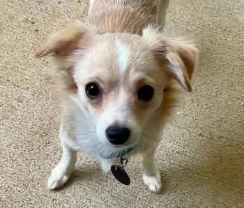 Lainey -  Chihuahua Dog for Adoption in Arlington, Virginia - Lainey | PetCurious