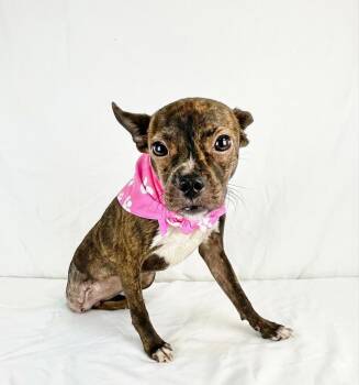 Sassy -  Chihuahua Dog for Adoption in Gainesville, Virginia - Sassy | PetCurious