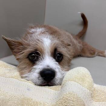Buggs 54523 -  Terrier Dog for Adoption in Las Vegas, Nevada - Buggs 54523 | PetCurious