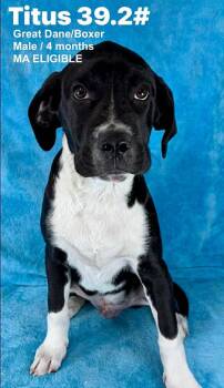 Great Dane and Boxer Dogs Available for Adoption - TITUS | PetCurious