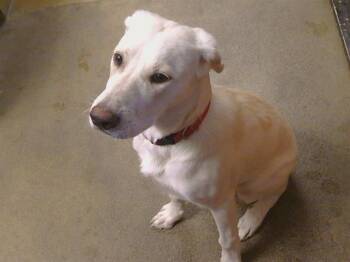 Labrador Retriever and Mixed Breed Dogs Available for Adoption - LUCY | PetCurious