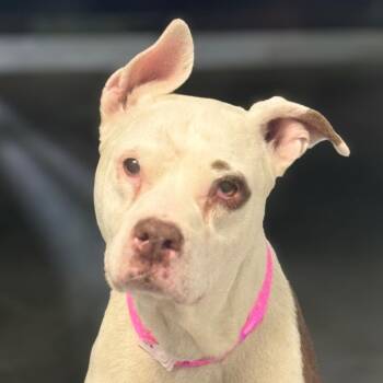 Poptart -  Pit Bull Terrier and Mixed Breed Dog for Adoption in Las Vegas, Nevada - Poptart | PetCurious