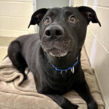 Mixed Breed Dogs Available for Adoption in Bedford, New Hampshire - Atlas | PetCurious