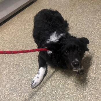 IVHS-Stray-143605 -  Border Collie Dog for Adoption in San Gabriel, California - IVHS-Stray-143605 | PetCurious