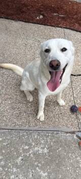 Great Pyrenees Dogs Available for Adoption in Owensboro, Kentucky - Tundra | PetCurious