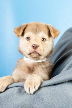 Retriever and Australian Shepherd Dogs Available for Adoption in Minneapolis, Minnesota - Malia | PetCurious