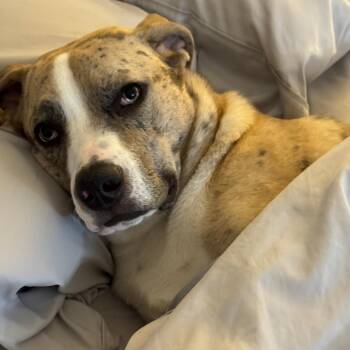 Barron - Home to Home -  Catahoula Leopard Dog Dog for Adoption in South Elgin, Illinois - Barron - Home To Home | PetCurious