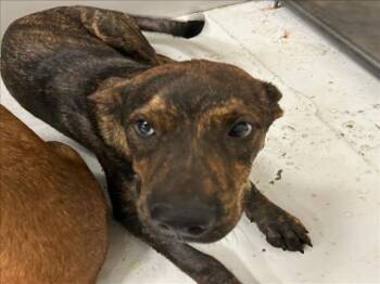 Rescue Pit Bull Terrier and Mixed Breed Dogs for Adoption in Conroe, Texas - A419965 | PetCurious