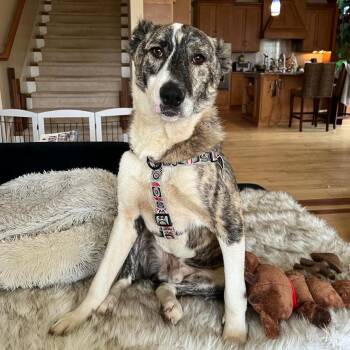 Rescue Canaan Dog Dogs for Adoption in New York, New York - Asher | PetCurious