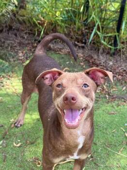 MANGO -  Chihuahua Dog for Adoption in Sugar Land, Texas - MANGO | PetCurious