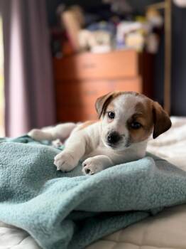 Bud -  Chihuahua and Terrier Dog for Adoption in Sunnyvale, California - Bud | PetCurious