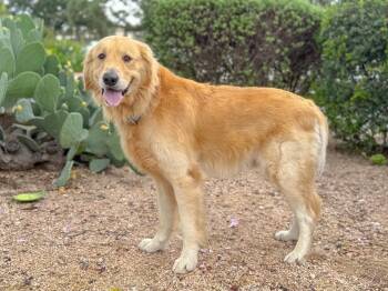 Flint -  Golden Retriever Dog for Adoption in Helotes, Texas - Flint | PetCurious
