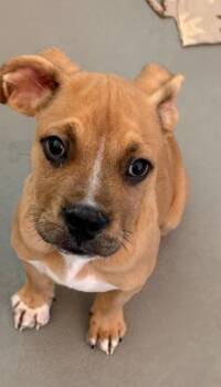 King -  Pit Bull Terrier and Mixed Breed Dog for Adoption in New Orleans, Louisiana - King | PetCurious