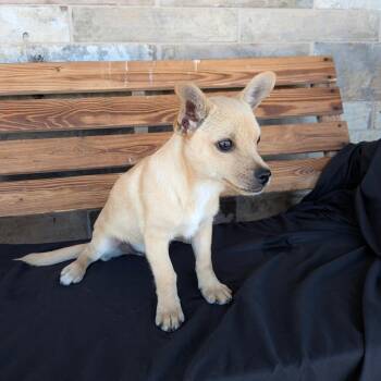 Pablo -  Chihuahua Dog for Adoption in Chico, California - Pablo | PetCurious
