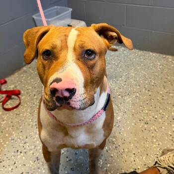 TUSC-Stray-85712 -  Pit Bull Terrier and Mixed Breed Dog for Adoption in Tuscaloosa, Alabama - TUSC-Stray-85712 | PetCurious