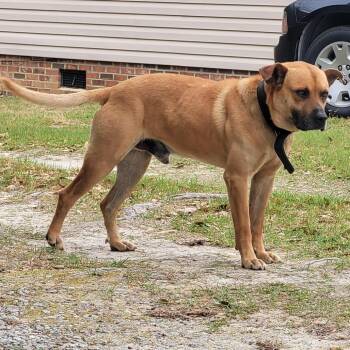 Shepherd Dogs Available for Adoption in Orangeburg, South Carolina - Sunny | PetCurious