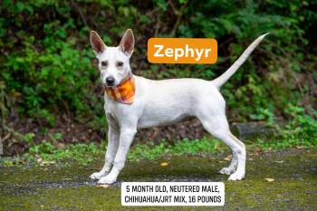 Zephyr -  Chihuahua and Jack Russell Terrier Dog for Adoption in Sevierville, Tennessee - Zephyr | PetCurious
