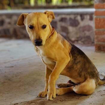 Mixed Breed Dogs Available for Adoption in Bend, Oregon - Johnny | PetCurious