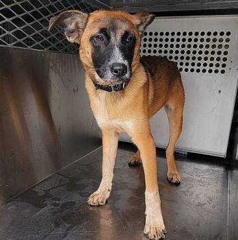 IVY -  Belgian Shepherd Malinois and German Shepherd Dog Dog for Adoption in Rowlett, Texas - IVY | PetCurious