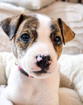 Cordelia -  Mixed Breed Dog for Adoption in Woodstock, Ontario - Cordelia | PetCurious