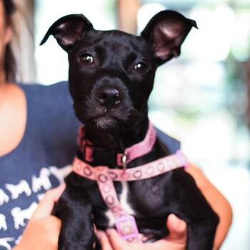 Ethel Mutts -  Pit Bull Terrier Dog for Adoption in Abbotsford, British Columbia - Ethel Mutts | PetCurious