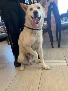 Husky and Mixed Breed Dogs Available for Adoption in Corpus Christi, Texas - GEORGE | PetCurious