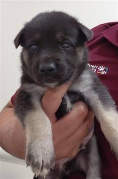 A659306 -  German Shepherd Dog Dog for Adoption in Houston, Texas - A659306 | PetCurious