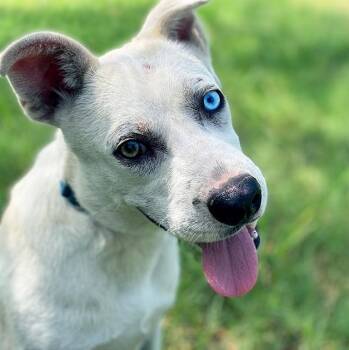Rescue Labrador Retriever and Shepherd Dogs for Adoption in Brookeville, Maryland - Love | PetCurious