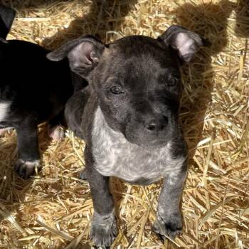 Cattle Dog and Mixed Breed Dogs Available for Adoption - Beetle | PetCurious
