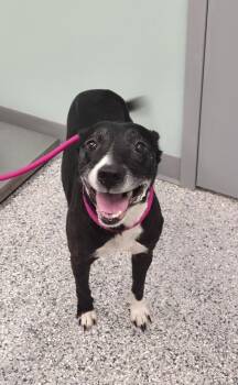 Terrier Dogs Available for Adoption in Athens, Tennessee - Lilah | PetCurious