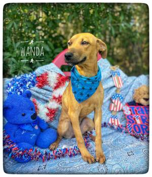 Wanda -  Black Mouth Cur and Whippet Dog for Adoption in Sebring, Florida - Wanda | PetCurious