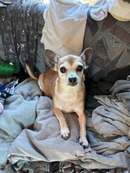 Pixie - TX -  Chihuahua and Dachshund Dog for Adoption in Bryan, Texas - Pixie - TX | PetCurious