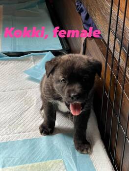 Pit Bull Terrier Dogs Available for Adoption - Kokki | PetCurious