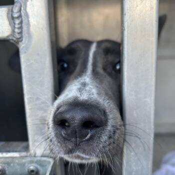 CHESS PIE -  Mixed Breed Dog for Adoption in Greensboro, North Carolina - CHESS PIE | PetCurious