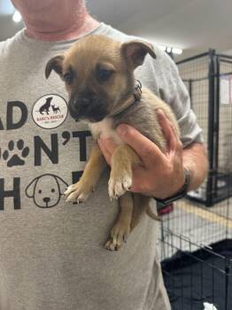 Kidd -  Shepherd and Mixed Breed Dog for Adoption in Calgary, Alberta - Kidd | PetCurious